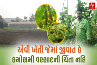 ભાવનગરના ખેડૂત એવી ખેતી કરે છે જેમાં જીવાત કે વરસાદની ચિંતા જ નહિ
