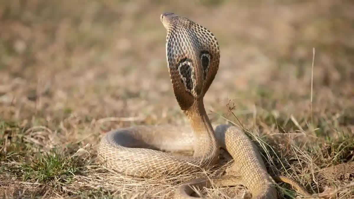 Snake file pic