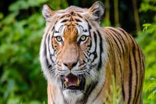 TIGER PANIC BILASPUR