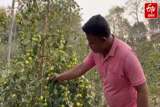 Farmers of Baihata have become self sufficient by cultivating different species of jujube