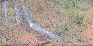 மீண்டும் விவசாய நிலத்தில் புகுந்த யானை கூட்டங்கள்