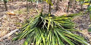 കാട്ടാന ഭീഷണി  വന്യജീവി ആക്രമണം  വള്ളുവാടി  WILD ANIMAL WAYANAD