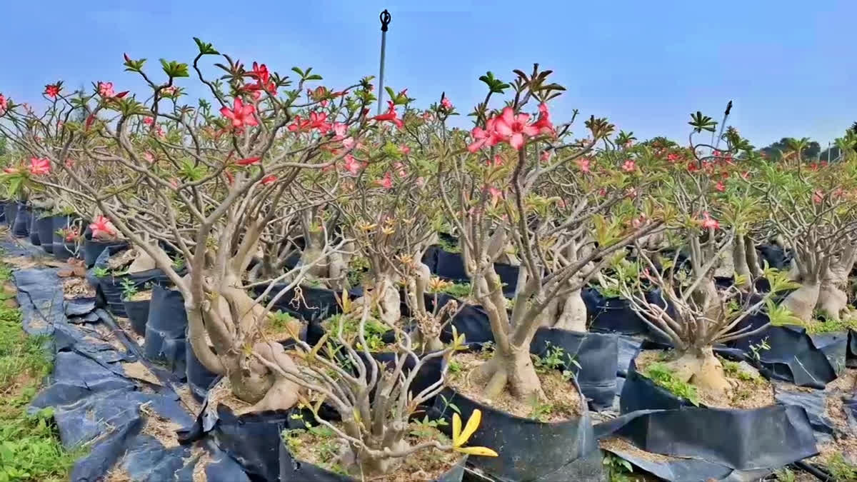 Desert Rose Poisonous Plant That Costs Rs 12 Lakh Adenium Obesum Cultivation Thrives In Tiruvallur
