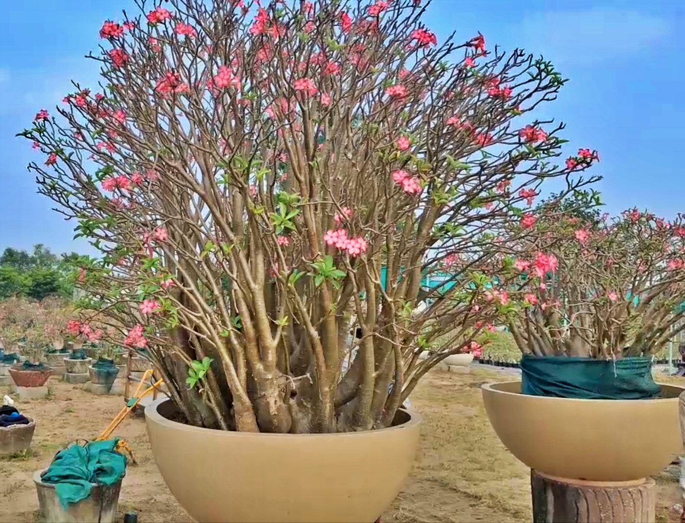 Desert Rose Poisonous Plant That Costs Rs 12 Lakh Adenium Obesum Cultivation Thrives In Tiruvallur