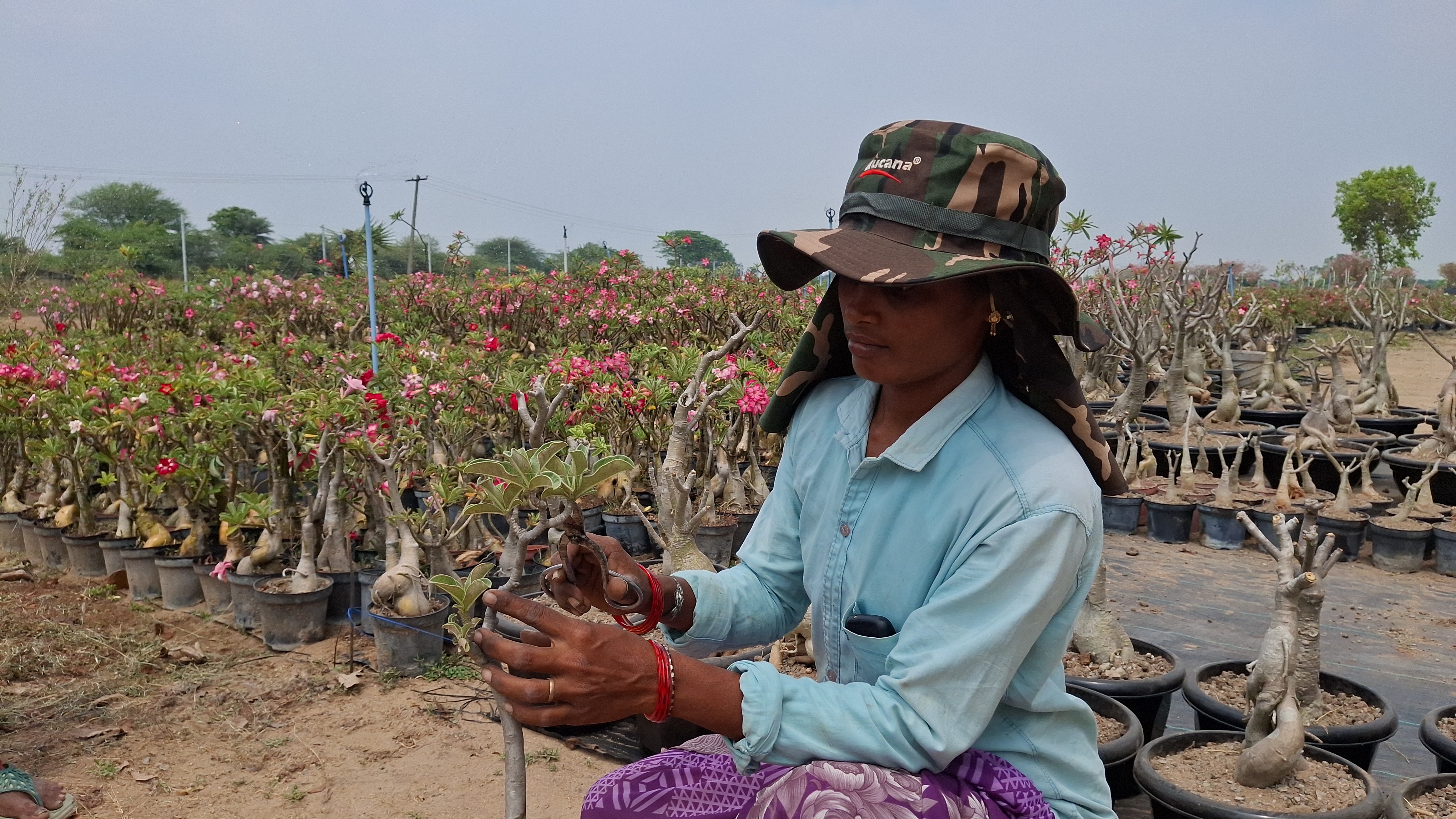Desert Rose Poisonous Plant That Costs Rs 12 Lakh Adenium Obesum Cultivation Thrives In Tiruvallur