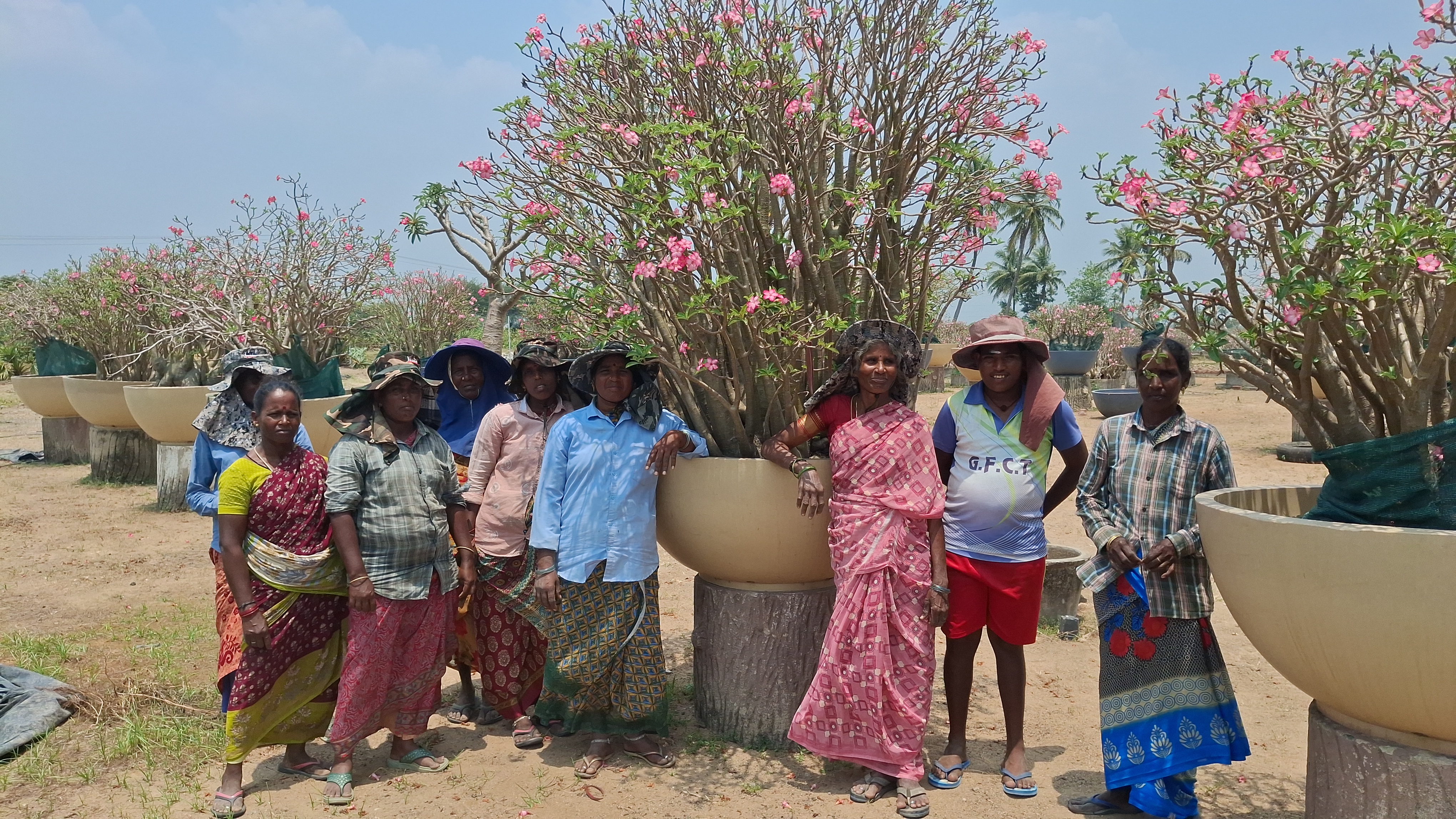 Desert Rose Poisonous Plant That Costs Rs 12 Lakh Adenium Obesum Cultivation Thrives In Tiruvallur
