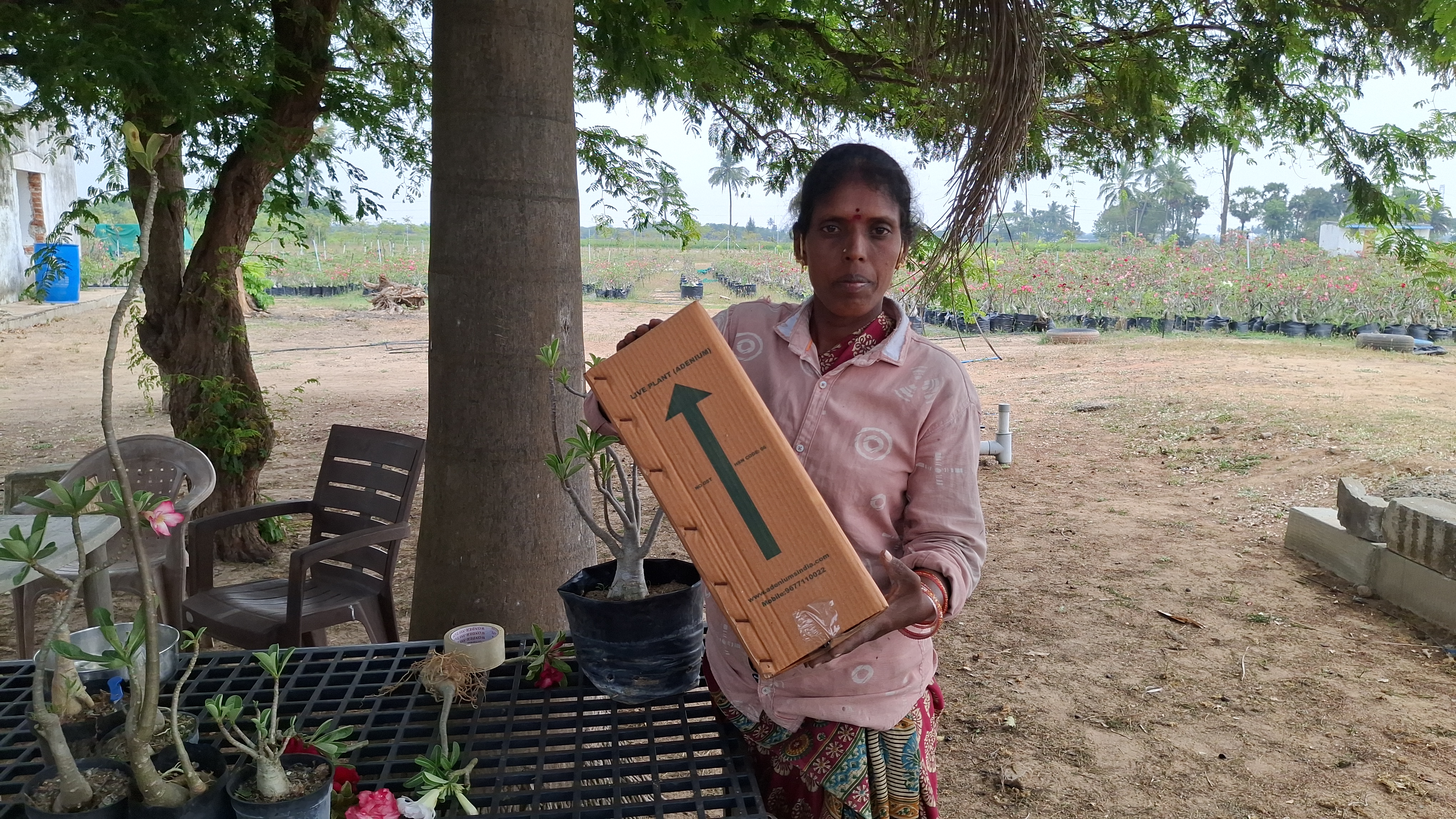 Desert Rose Poisonous Plant That Costs Rs 12 Lakh Adenium Obesum Cultivation Thrives In Tiruvallur