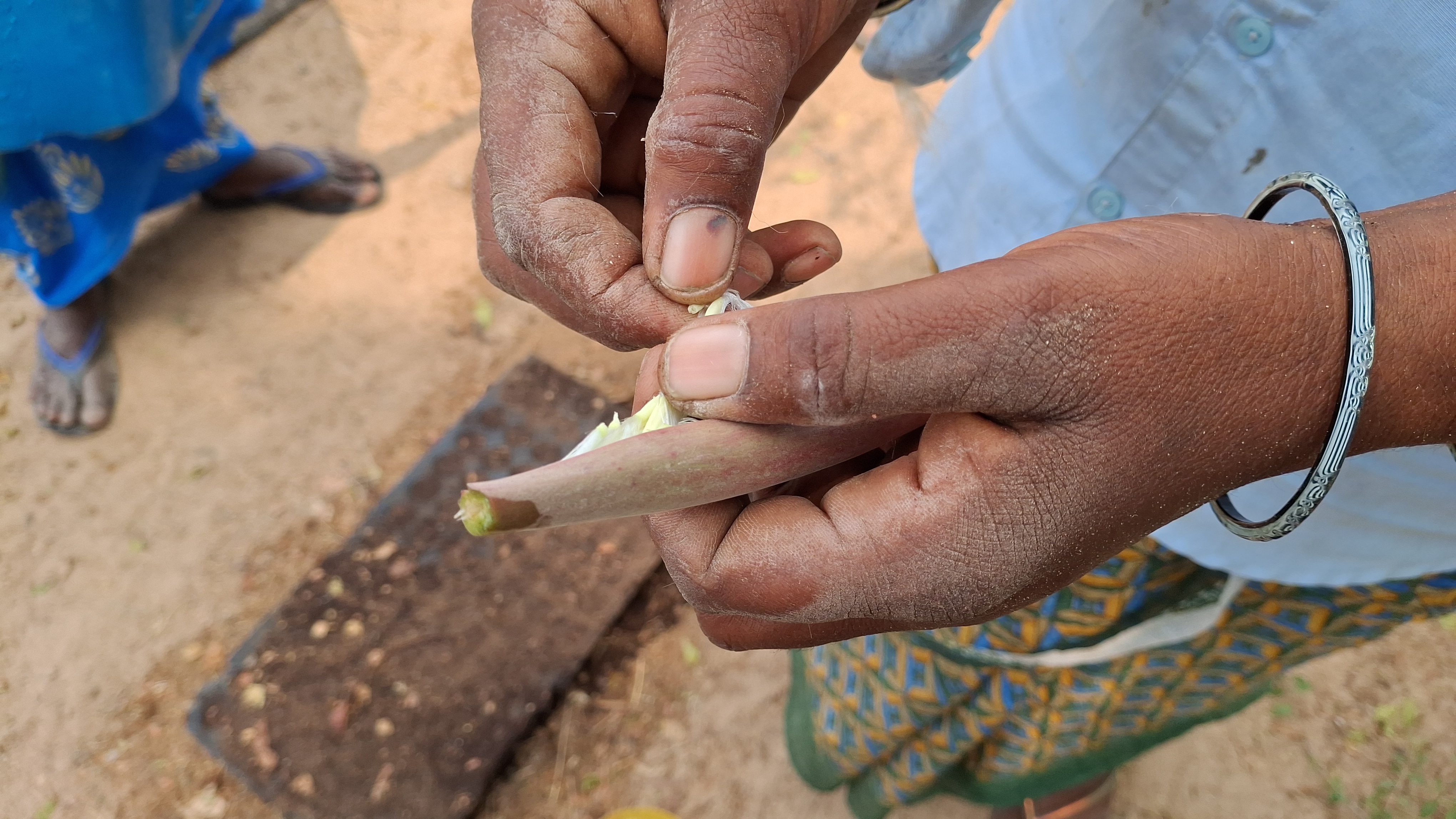 Desert Rose Poisonous Plant That Costs Rs 12 Lakh Adenium Obesum Cultivation Thrives In Tiruvallur