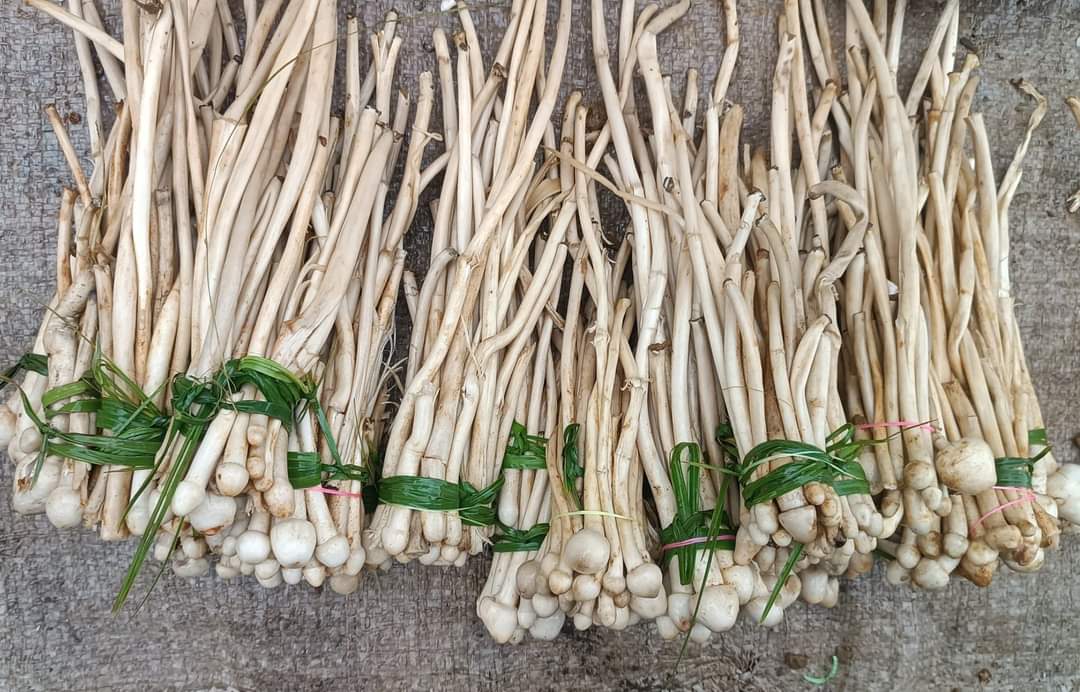 Fun In Fungus: Uttar Pradesh's Nisha Niranjan Builds Mushroom Empire Of Rs 15 Crore, Empowers 10,000 Farmers