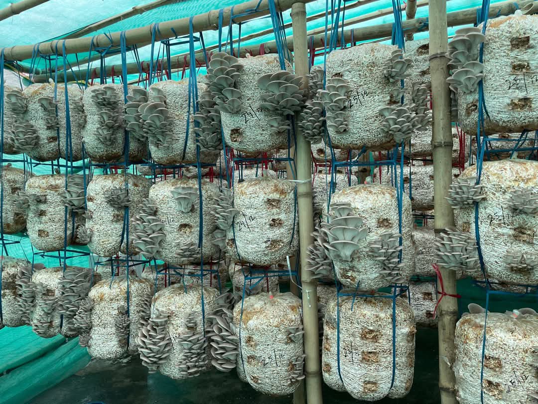 Fun In Fungus: Uttar Pradesh's Nisha Niranjan Builds Mushroom Empire Of Rs 15 Crore, Empowers 10,000 Farmers