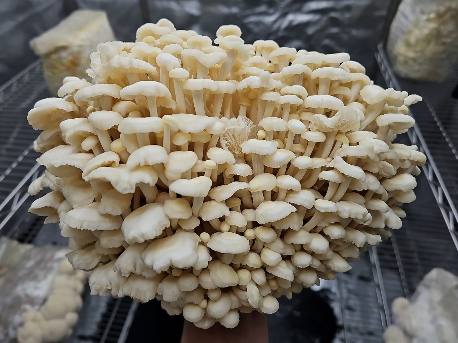 Fun In Fungus: Uttar Pradesh's Nisha Niranjan Builds Mushroom Empire Of Rs 15 Crore, Empowers 10,000 Farmers