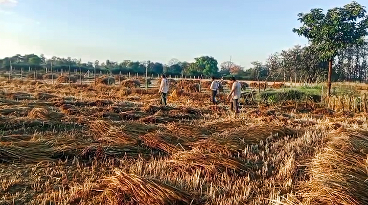 Large swathes of wheat, gram, mustard, fruits and vegetables were at the harvest stage when hailstorms struck on April 3-4, damaging the produce.