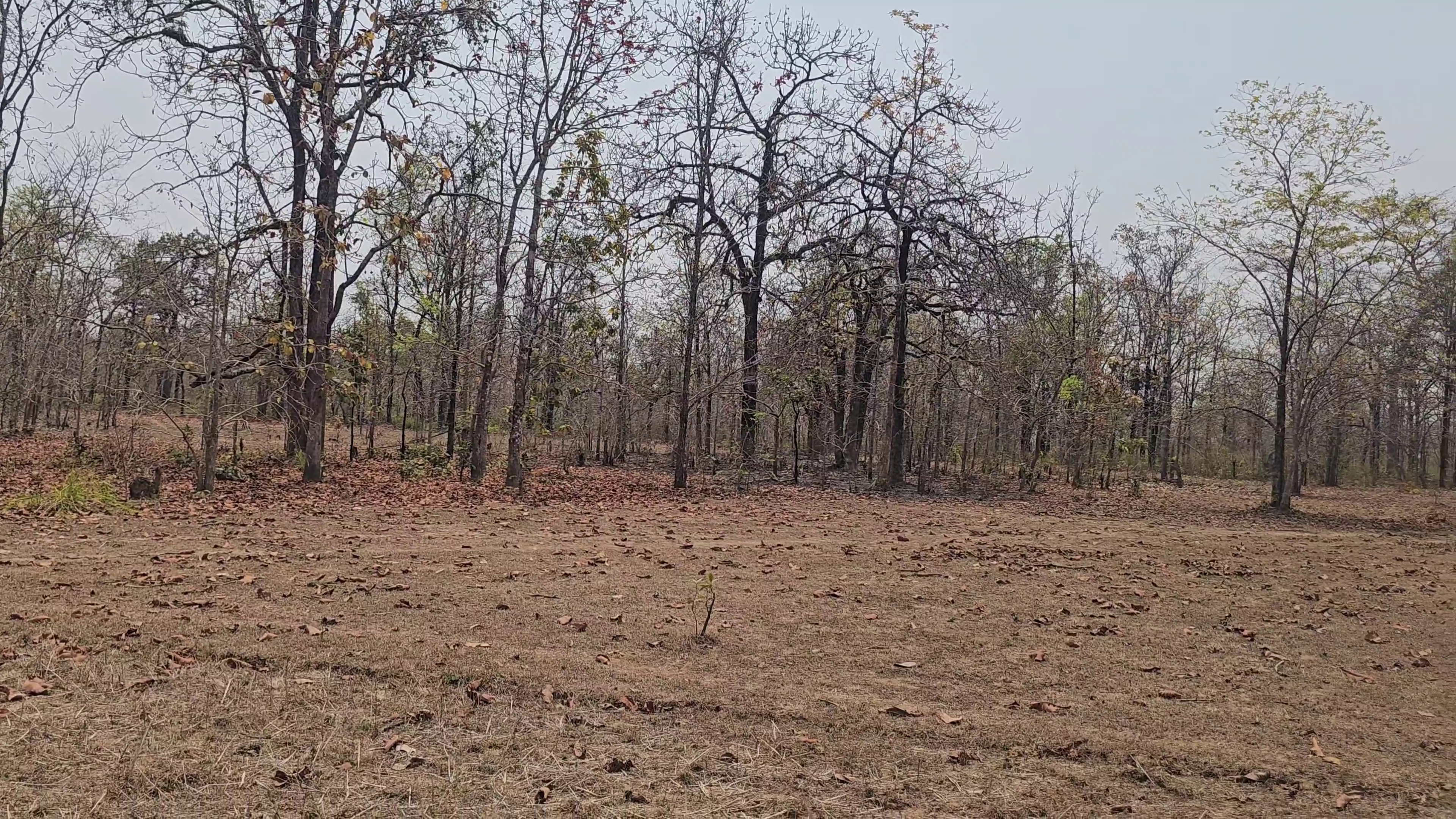 Tadmetla Encounter Site