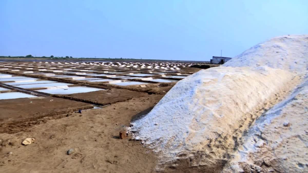 Ongole Salt Farmers Issues