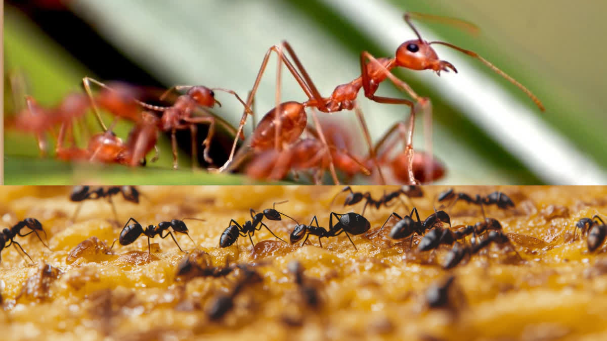 ANTS START APPEARING INSIDE HOMES