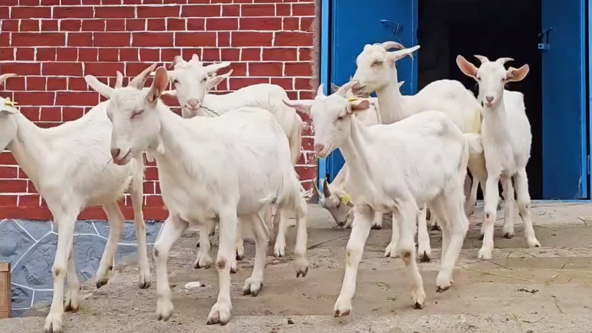 Saanen Goat Breed, Switzerland's 'Milk Queen', Arrives In Kashmir