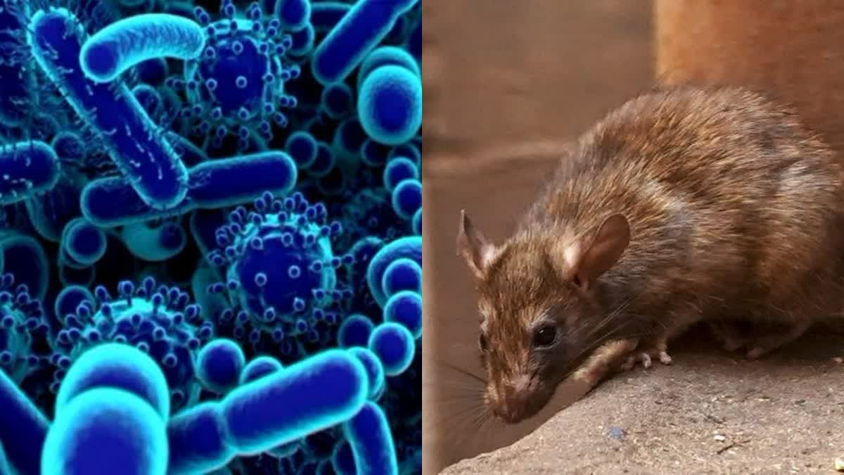 Hunta Hantavirus