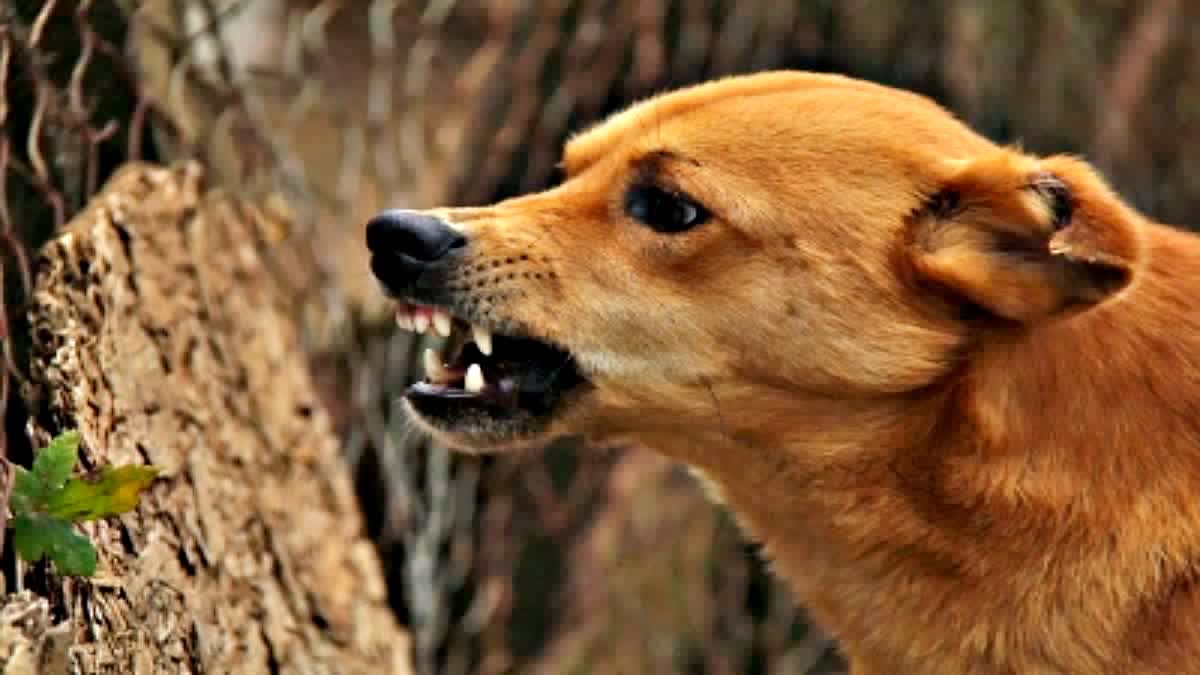 50 SHEEPS KILLED BY DOGS IN NAWADA