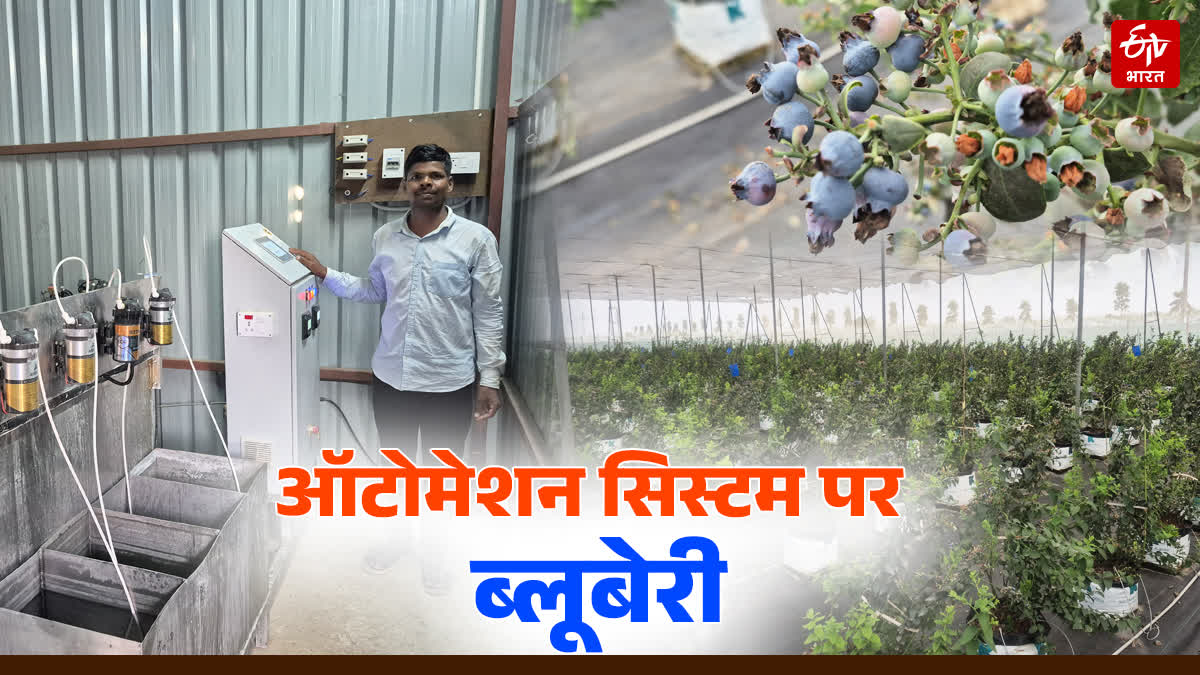 RATLAM BLUEBERRY CULTIVATION