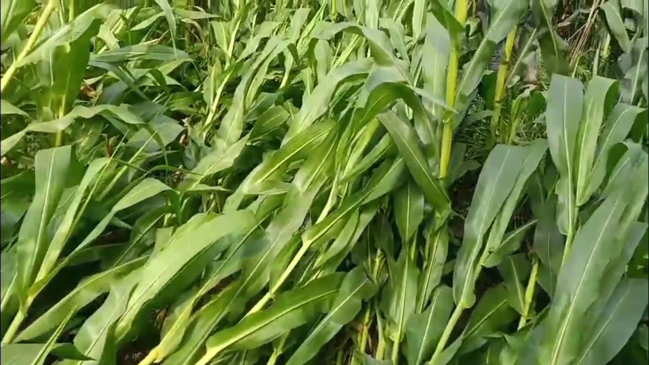 Unseasonal Rain in Sahibganj
