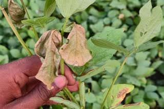 SHAHDOL CLIMATE CHANGE CROP DAMAGE