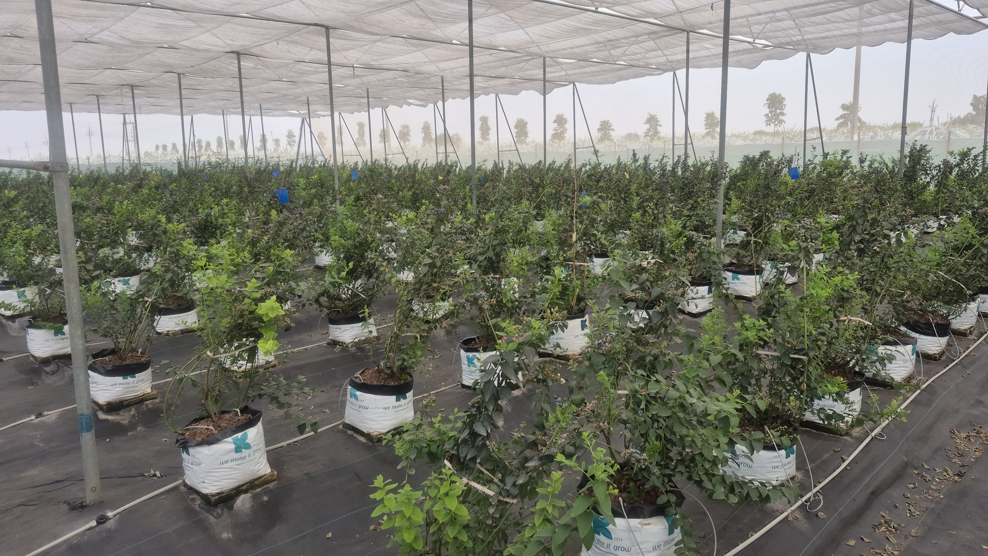 Ratlam Blueberry farming