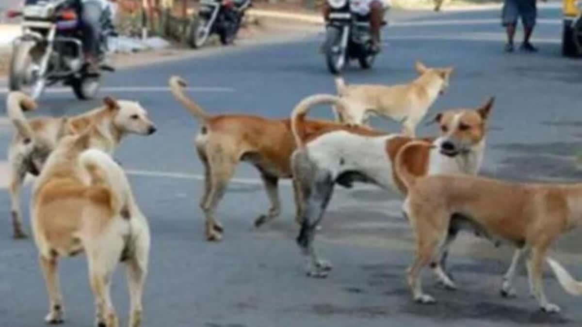 6-Yr-Old Boy Mauled To Death By Dogs In Hyderabad