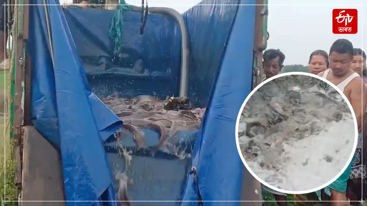 A large amount of illegal Thai Magur seized in a fishery department operation in Sonapur