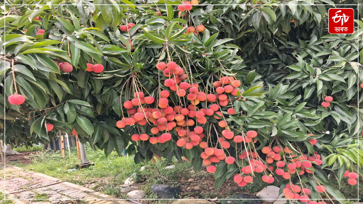 LITCHI FESTIVAL 2026