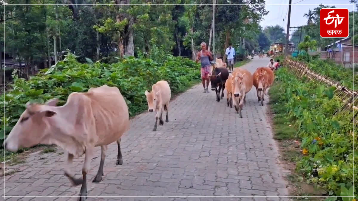 Livestock has been affected by an unknown disease in Dibrugarh