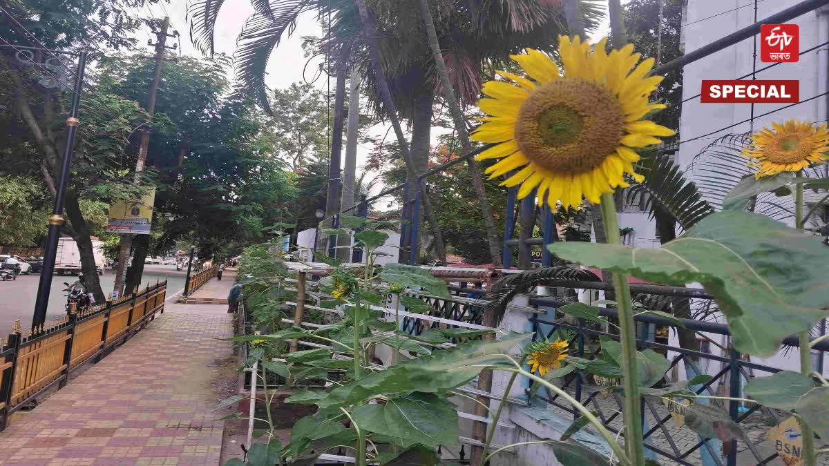 Sunflowers planted along the streets of Nagaon