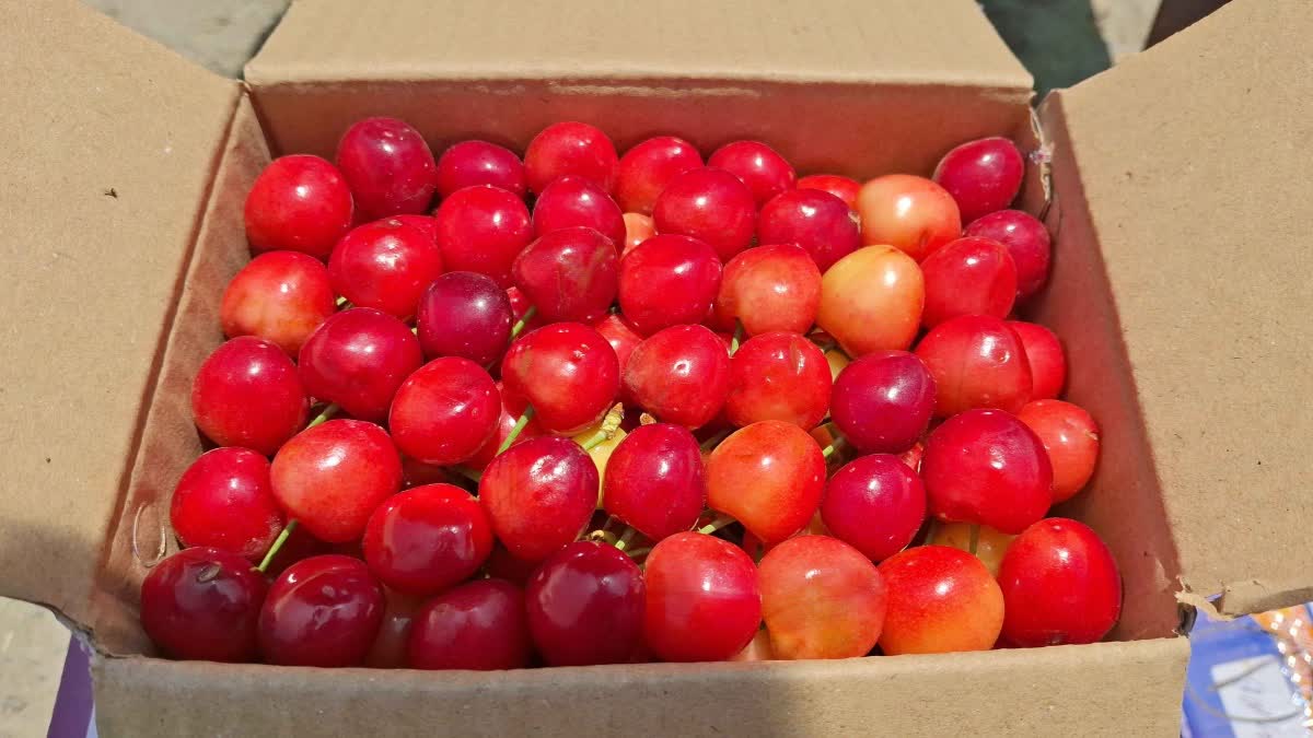 Kashmir Cherry production is low this year but prices and market demand remain firm