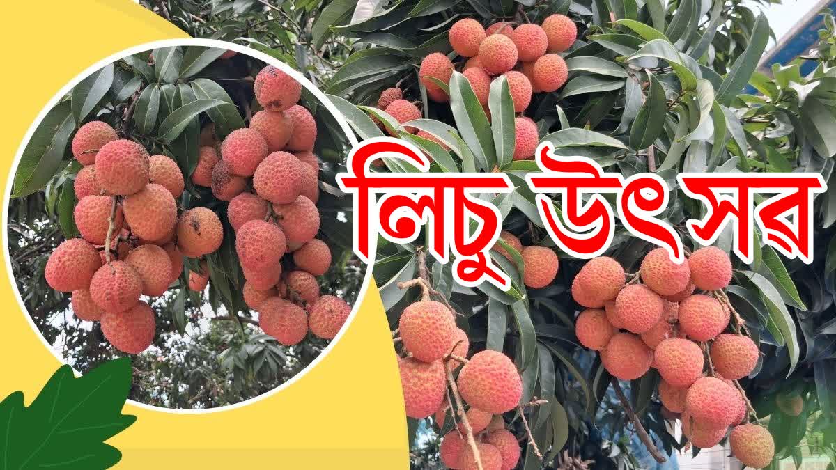 Tezpur litchi festival 2026