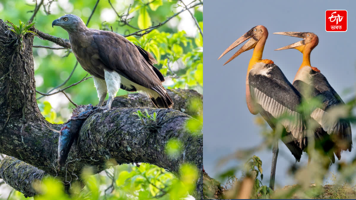 45% of India's raptor species are found in Kaziranga
