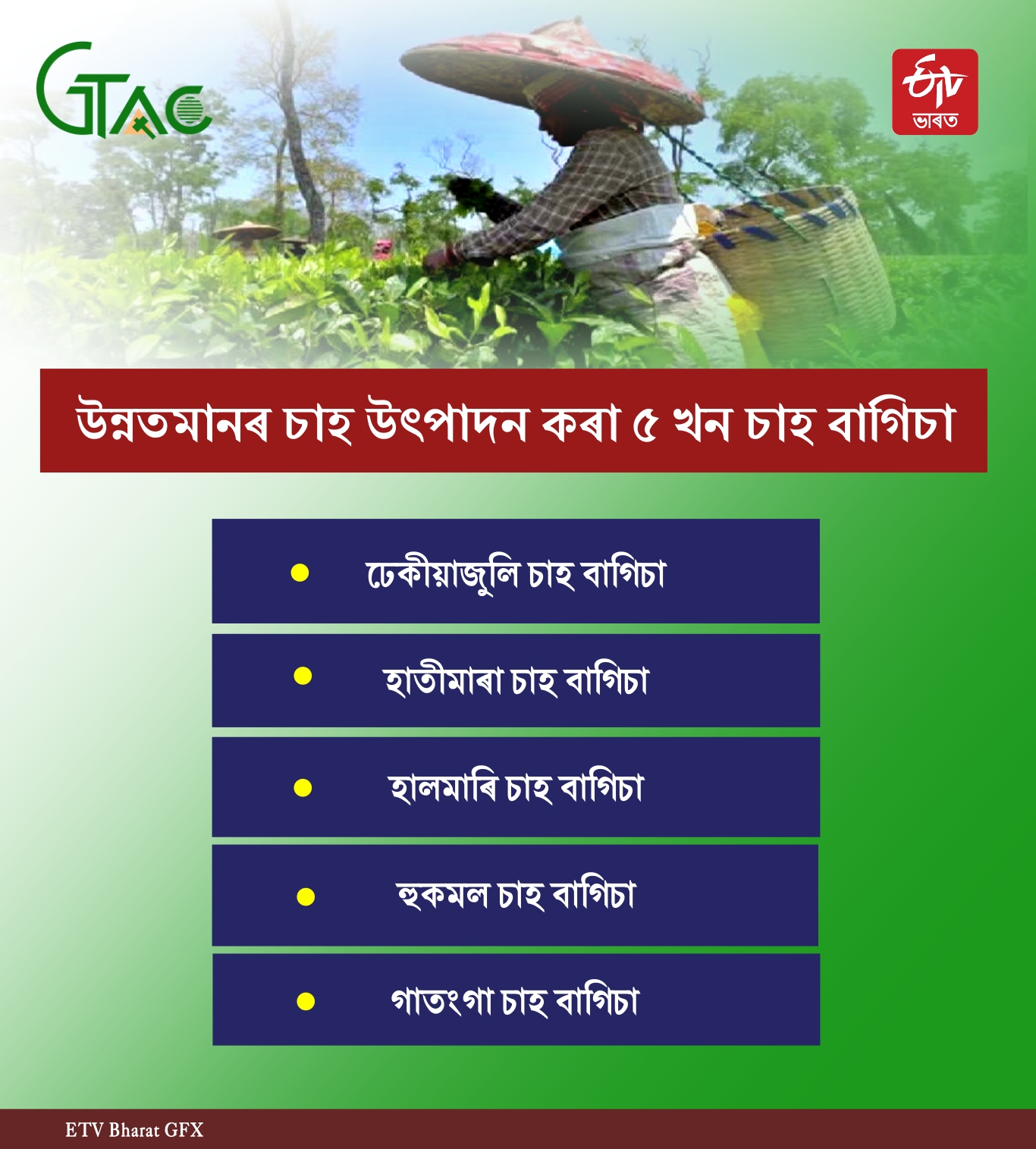 Tea production in Assam