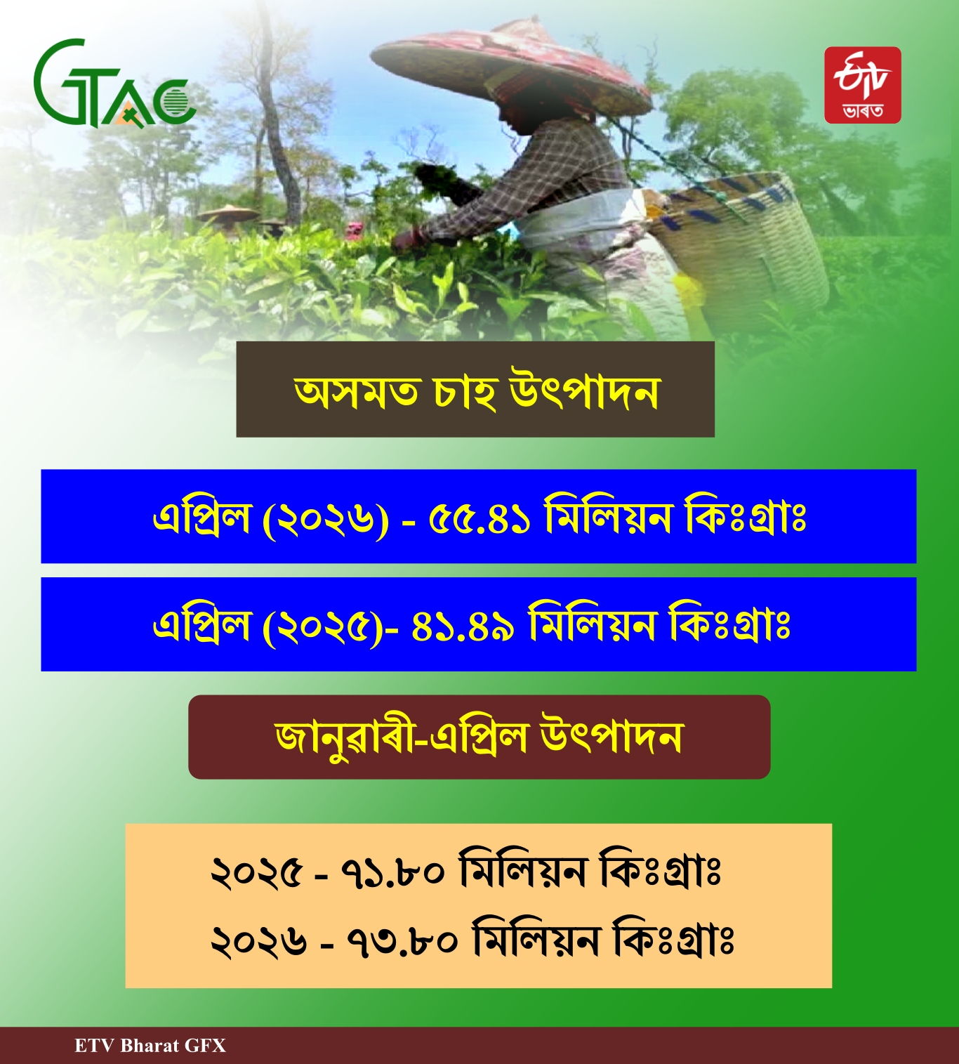Tea production in Assam