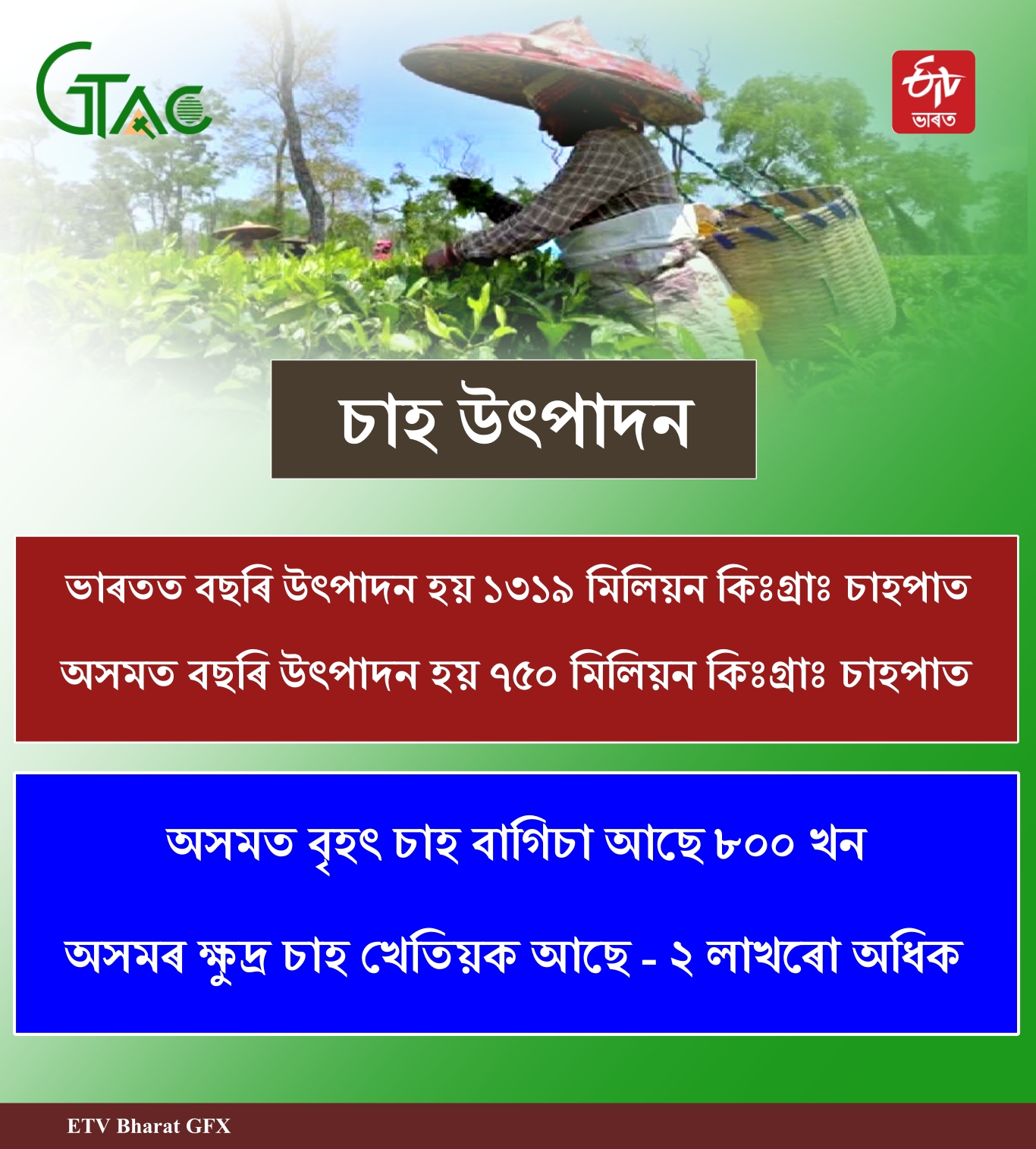 Tea production in Assam