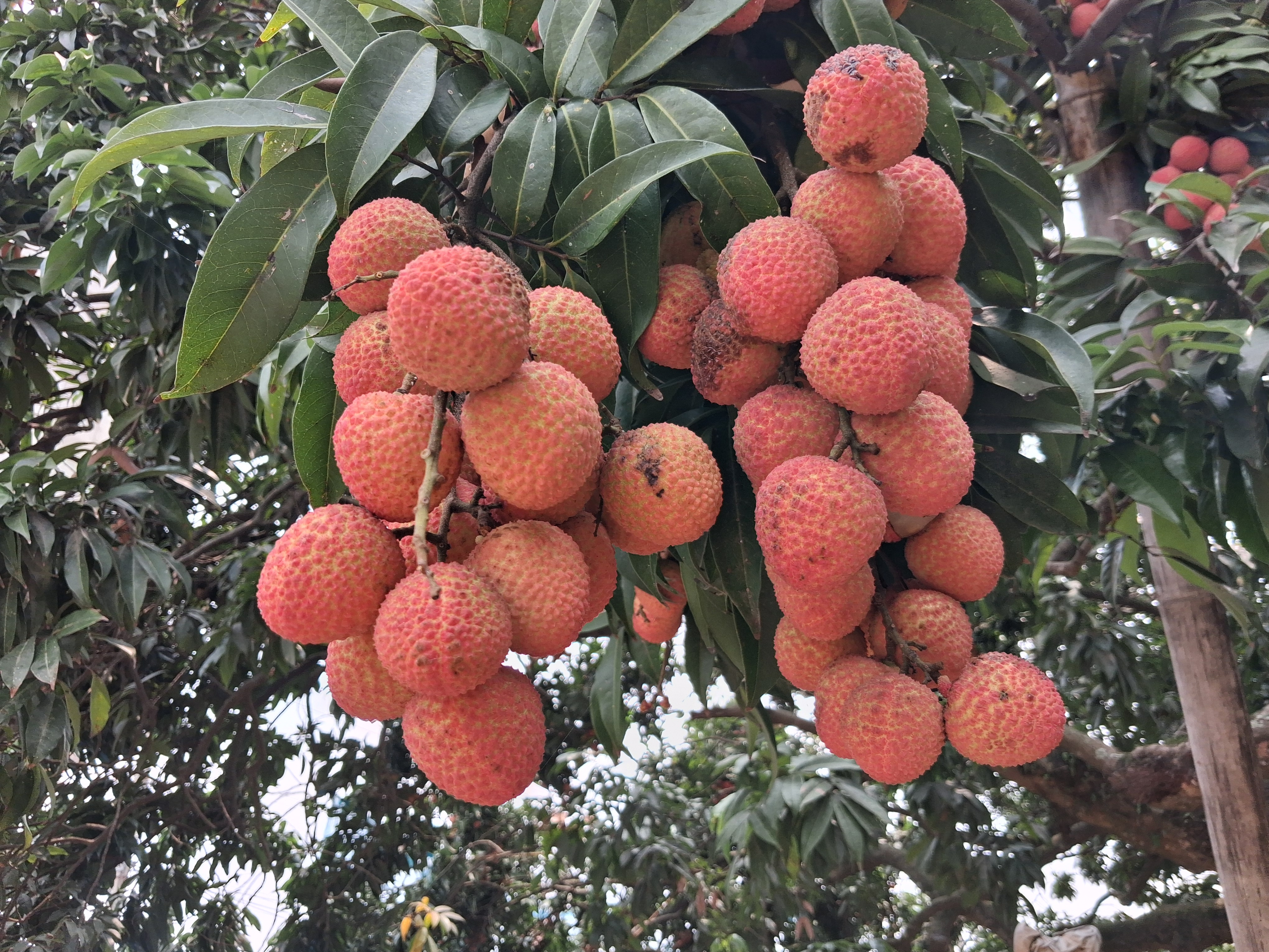 Tezpur litchi festival 2026