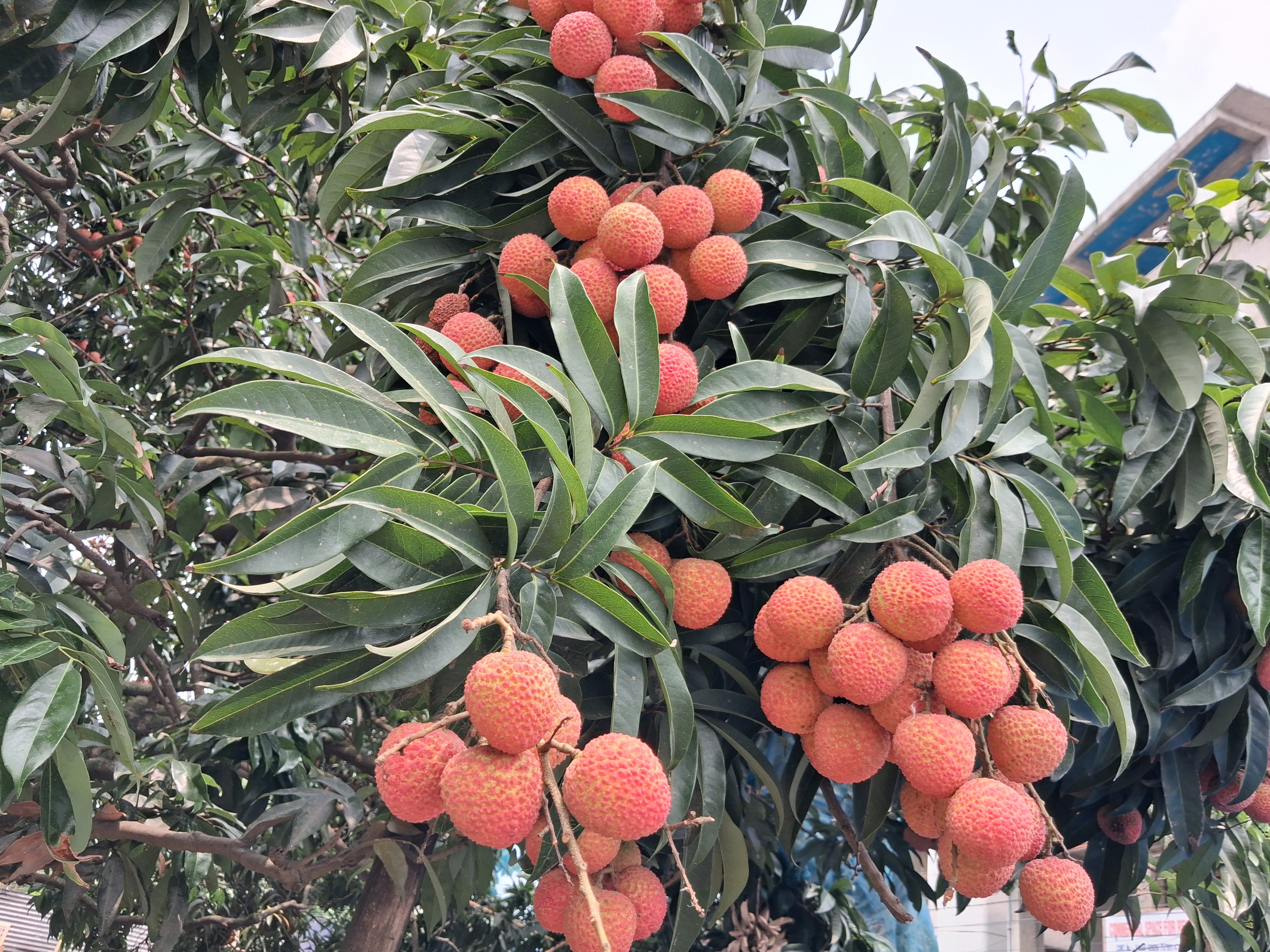 Tezpur litchi festival 2026