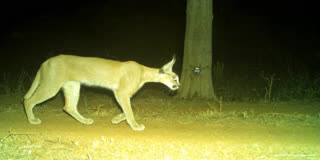 CARACAL SPOTTED IN KUNO NATIONAL PARK