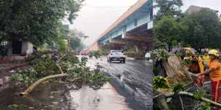 impact of Kalbaisakhi rains in Odisha
