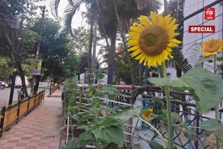 Sunflowers planted along the streets of Nagaon
