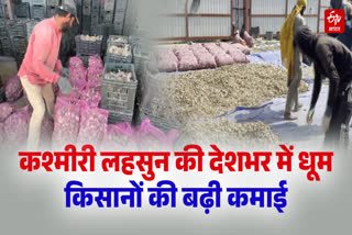 KASHMIR GARLIC FARMING SUCCESS STORY