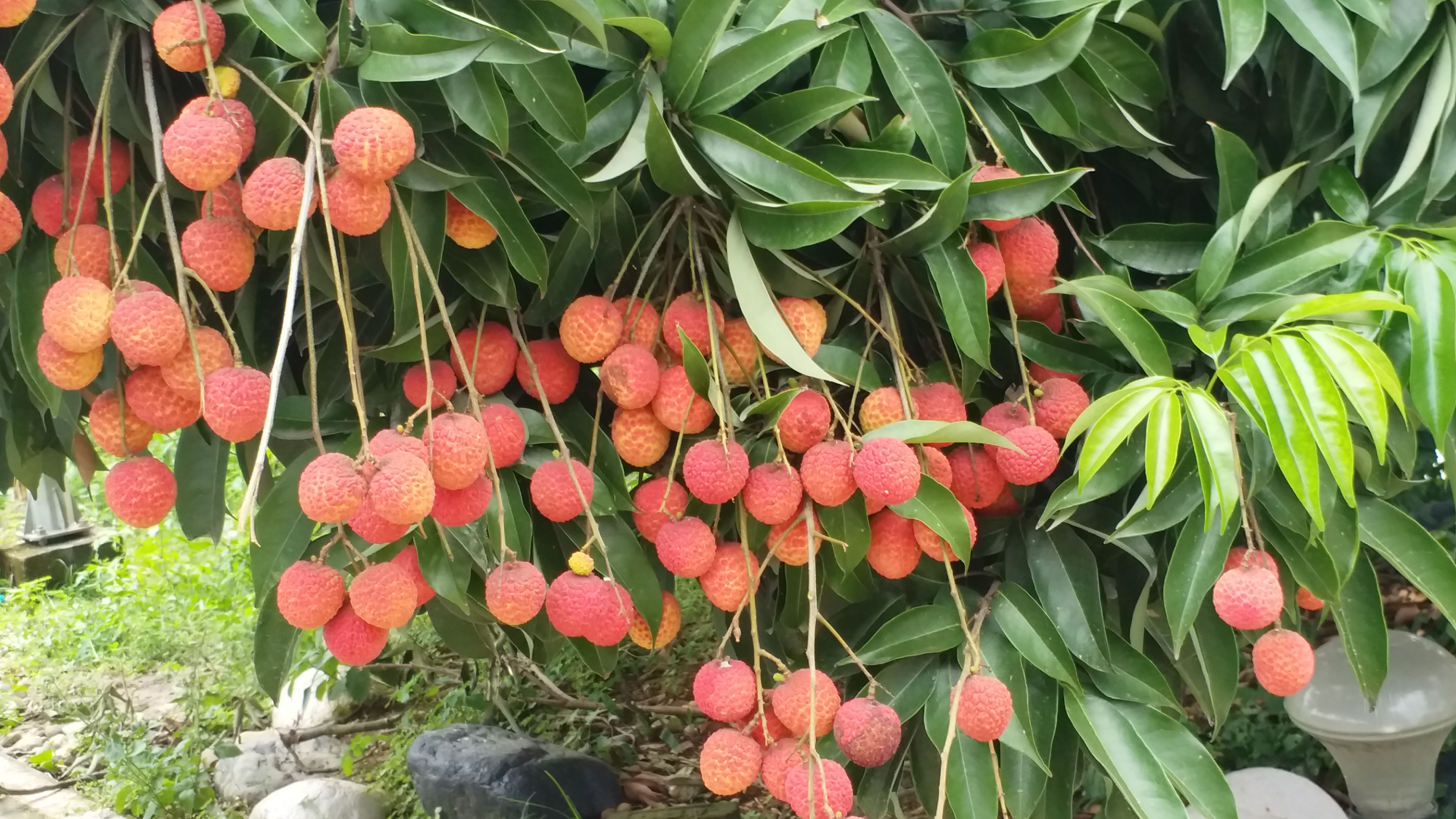 LITCHI FESTIVAL 2026