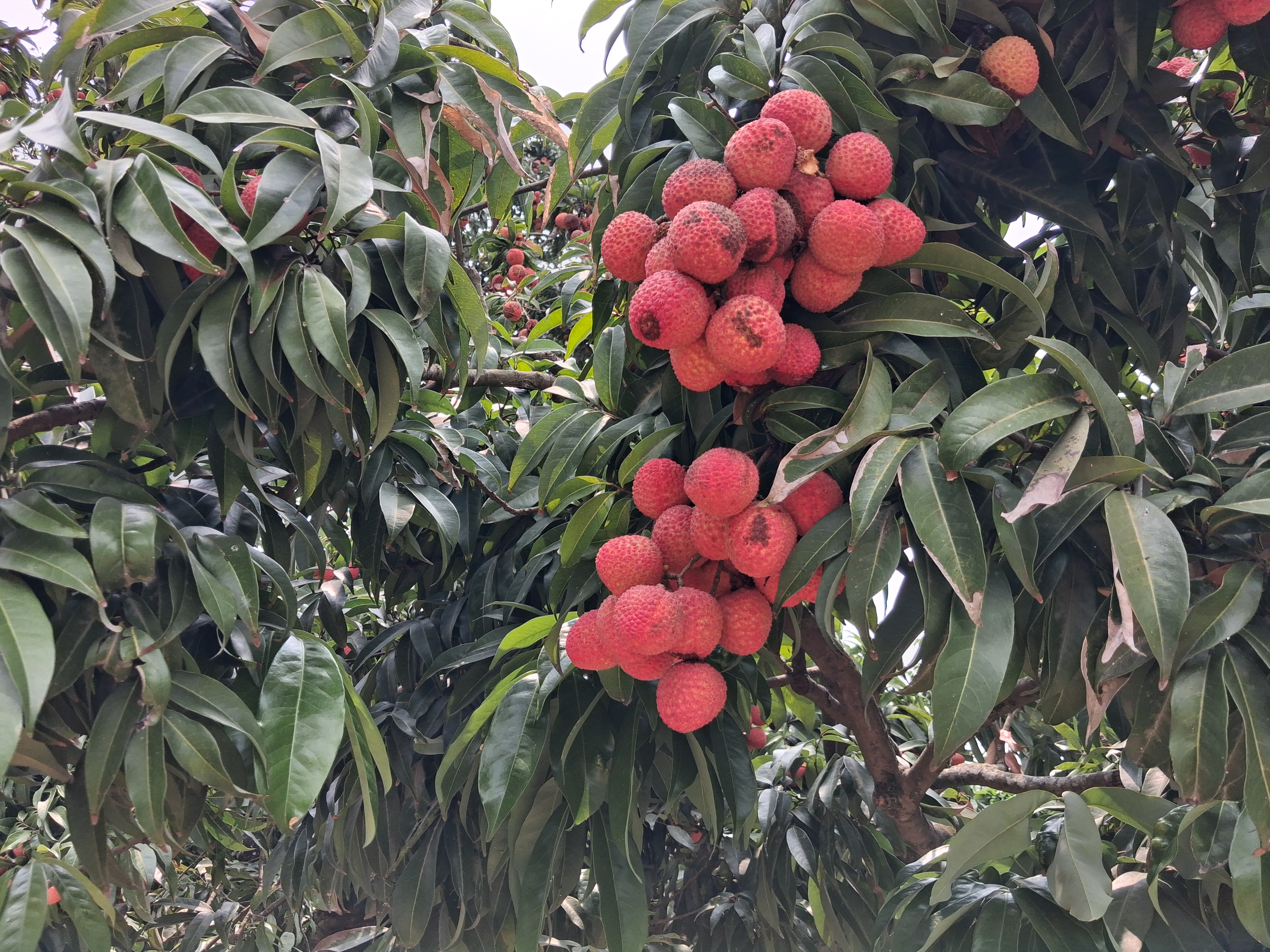 LITCHI FESTIVAL 2026