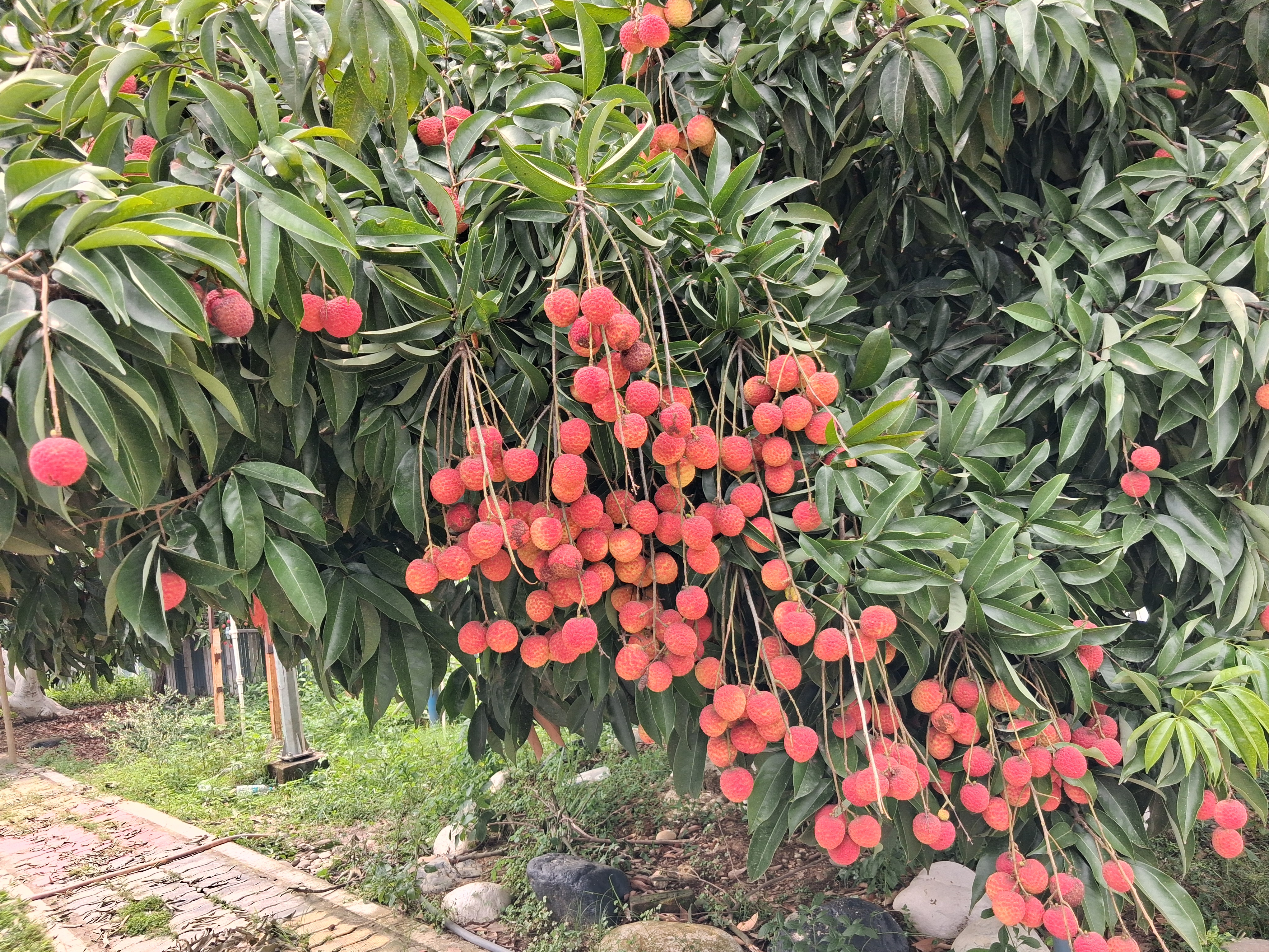 LITCHI FESTIVAL 2026