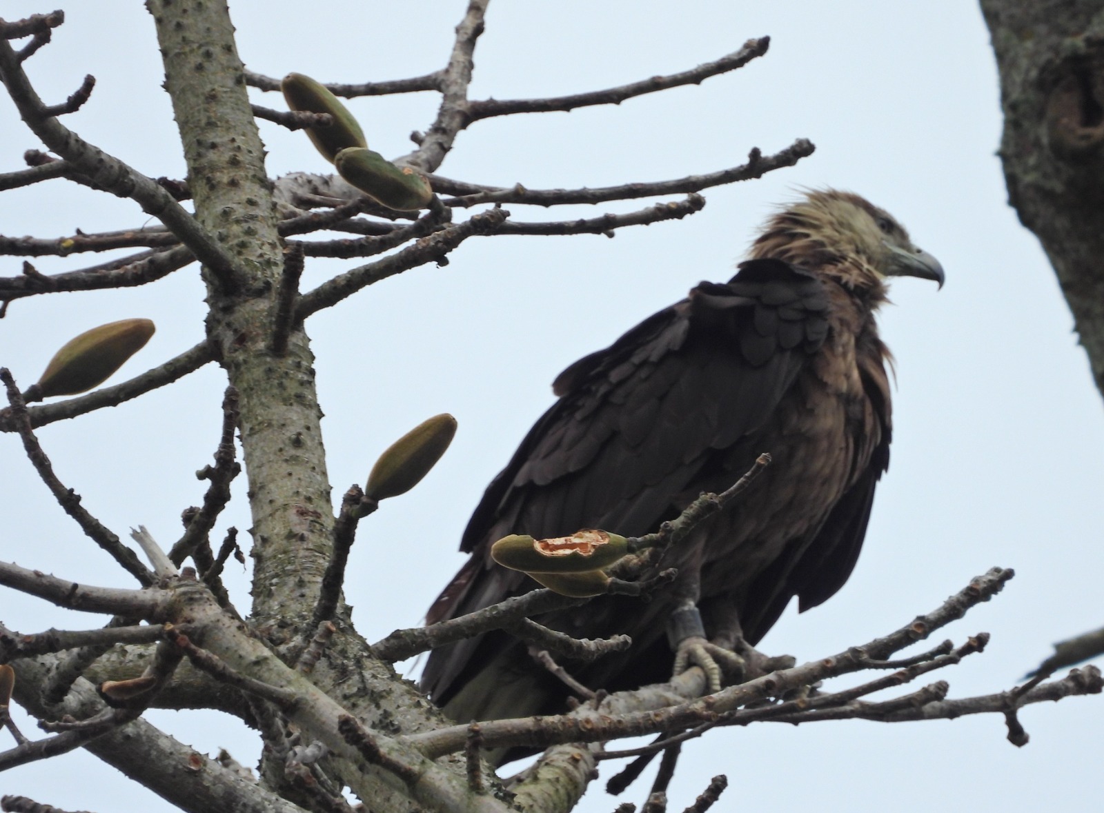 raptor species are found in Kaziranga