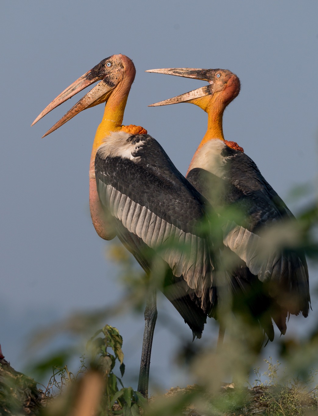 raptor species are found in Kaziranga