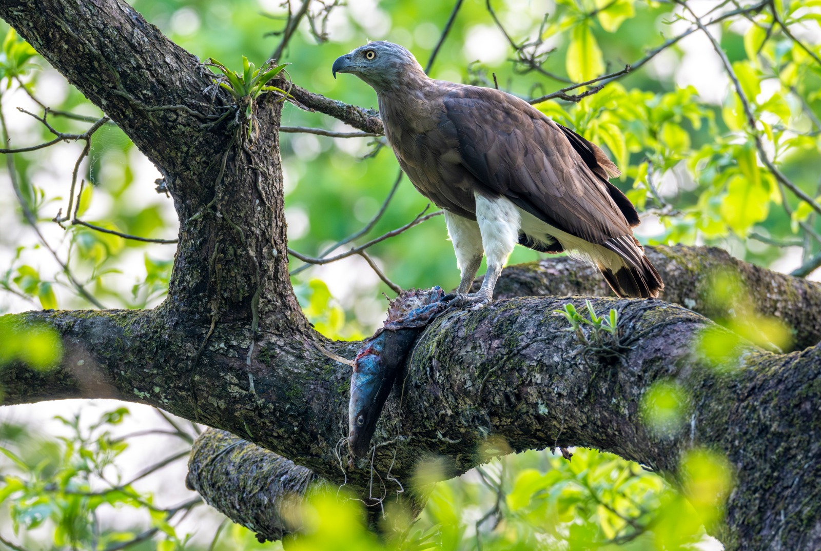 raptor species are found in Kaziranga