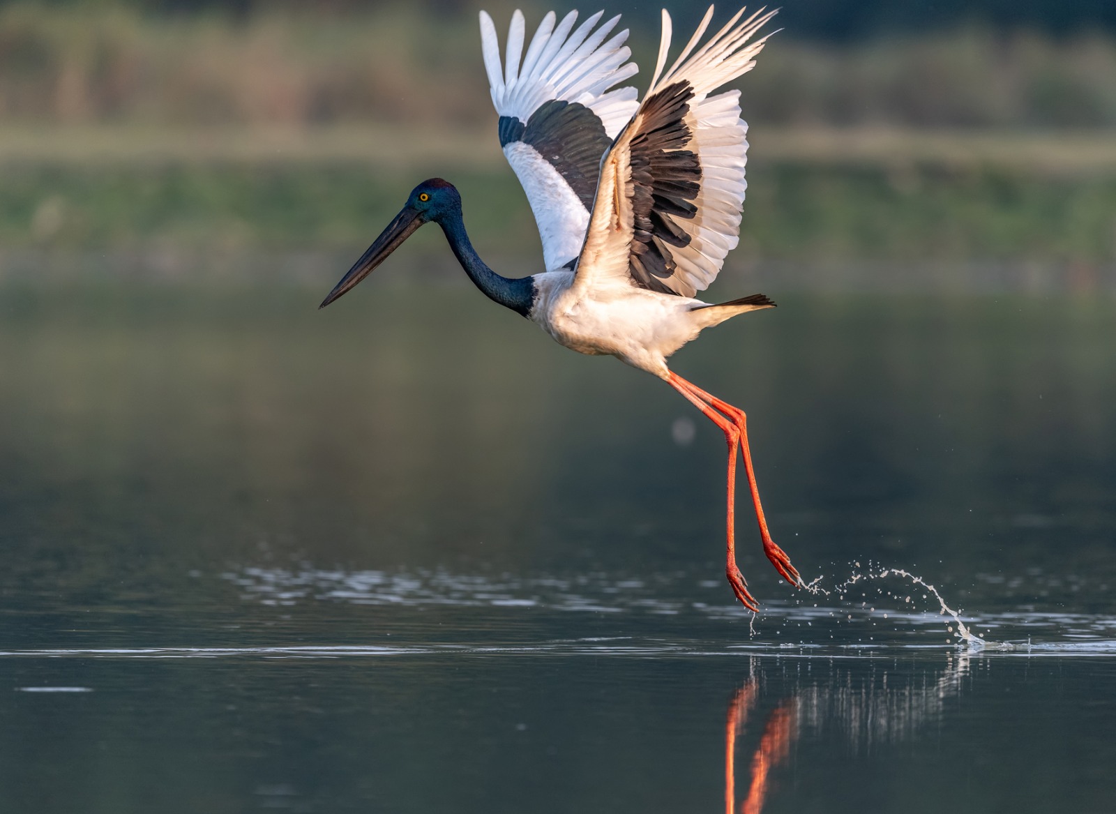 raptor species are found in Kaziranga